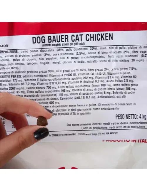 Cat Chicken